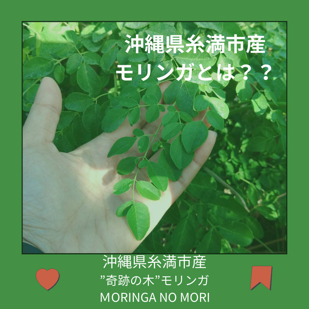 沖縄県糸満市産モリンガとは？