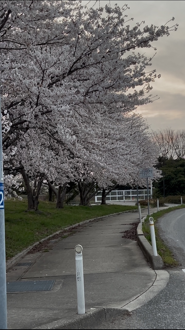 【春風とともに、お肉でお花見気分】