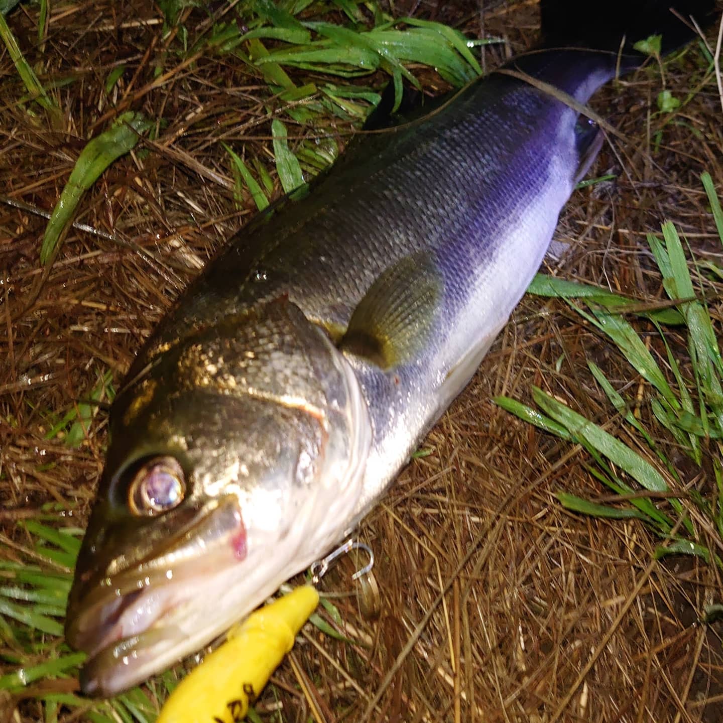 ２日間の釣果です🎵