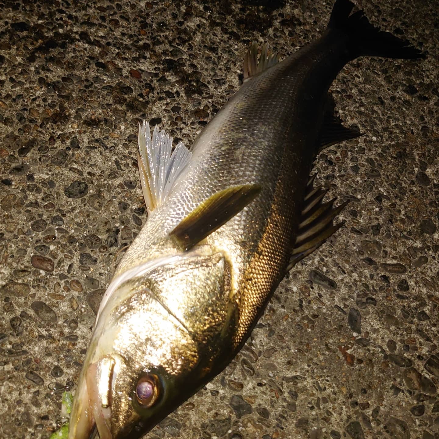 舞踊(ダンス)、無限ルアー釣行