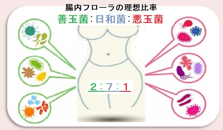 腸を元気（腸活）におけるプロバイオティクスとプレバイオティクスをわかりやすく解説（No.4)