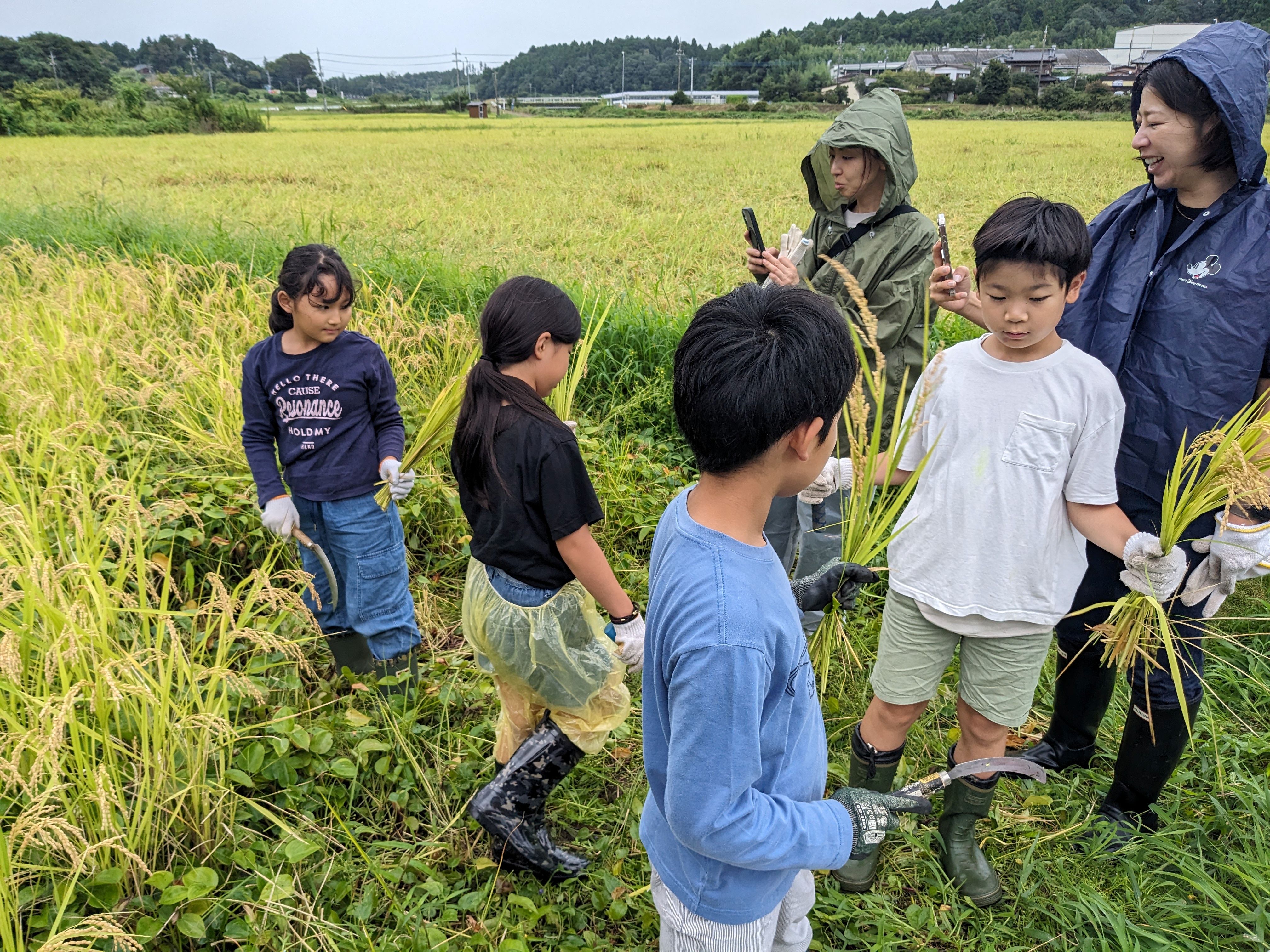 2026年9月　稲刈り体験&稲刈り
