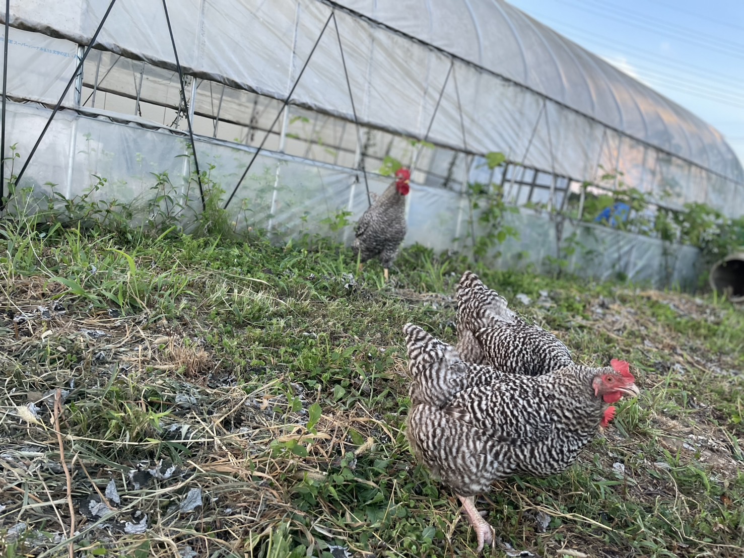 2025年9月3日　香取での学びをHPにまとめました！