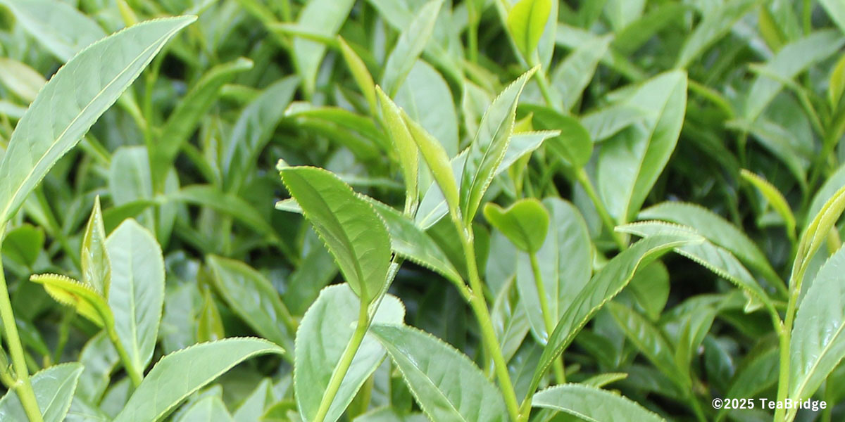 TANAGOKORO TEAROOM のお茶葉について