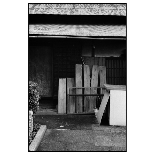 猫のすごさについて