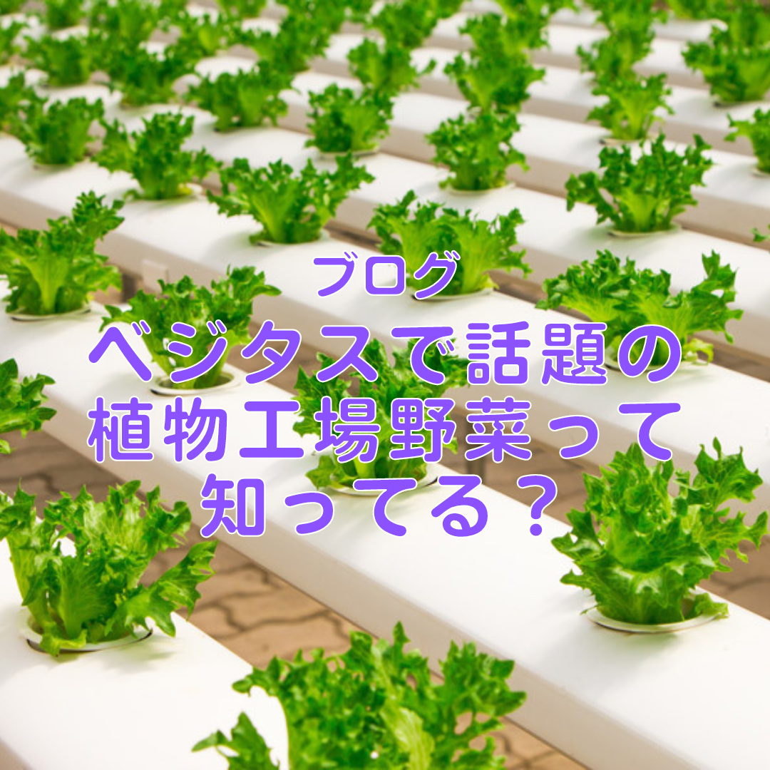 近頃ニュースで人気のベジタスという植物工場野菜ご存知でしょうか？