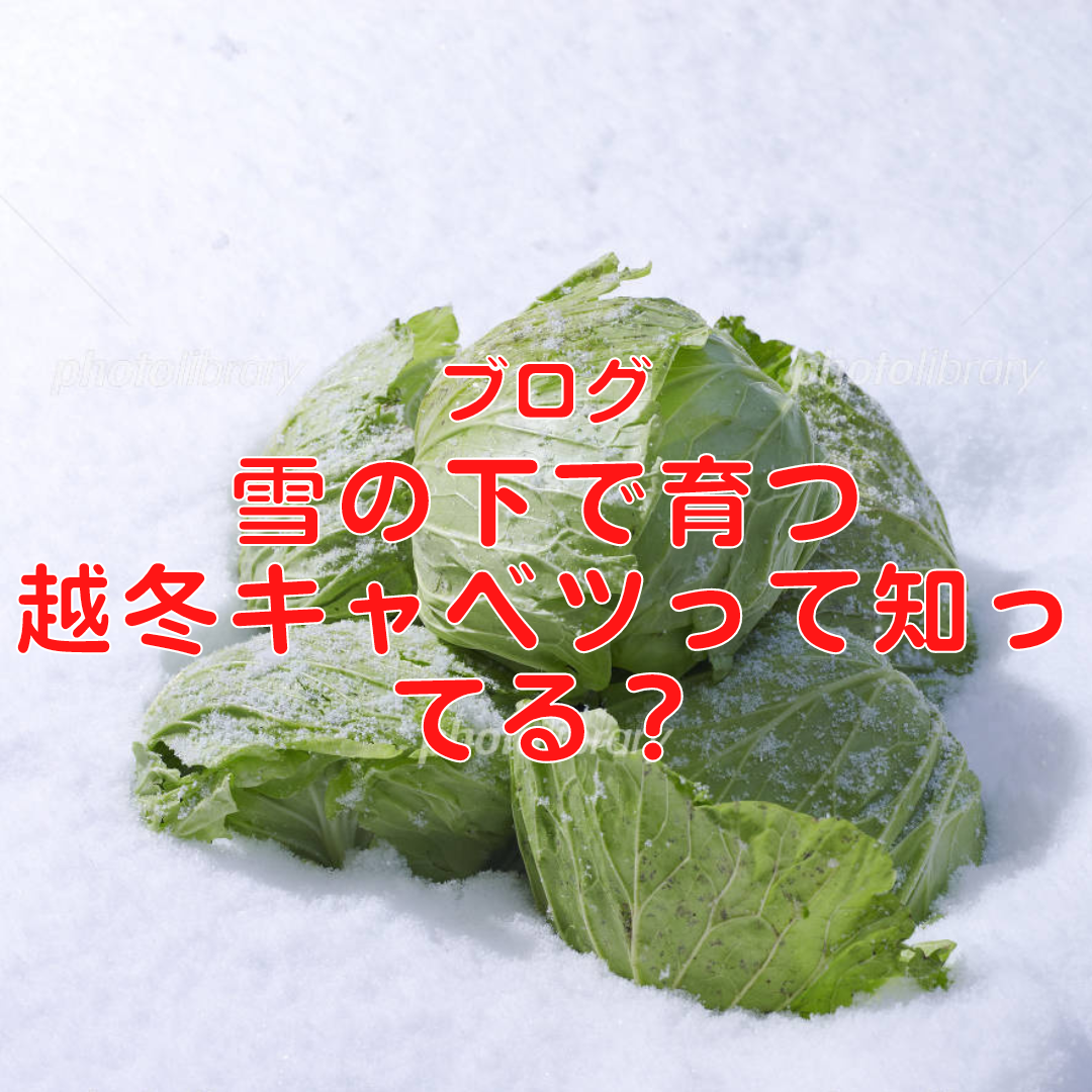 寒波で積雪の地域も多いですが、雪下野菜をご存知でしょうか？