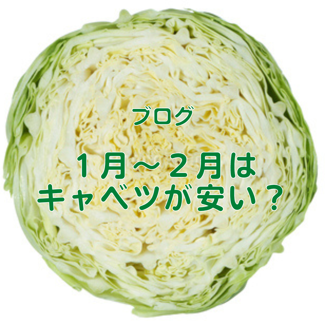 物価高でお悩みの方必見！１月～２月はキャベツが安いヒミツ