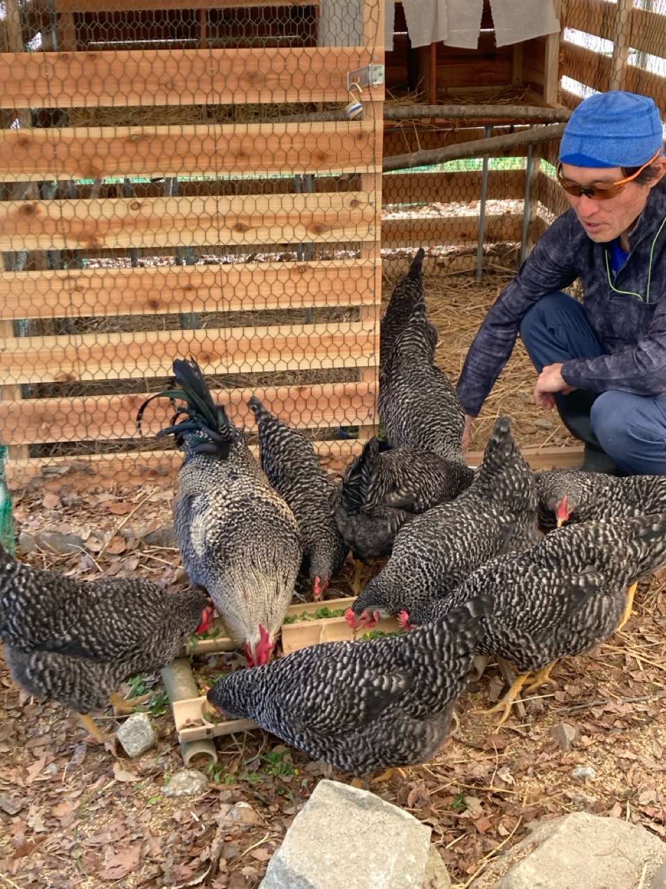 鶏達と共に歩む。