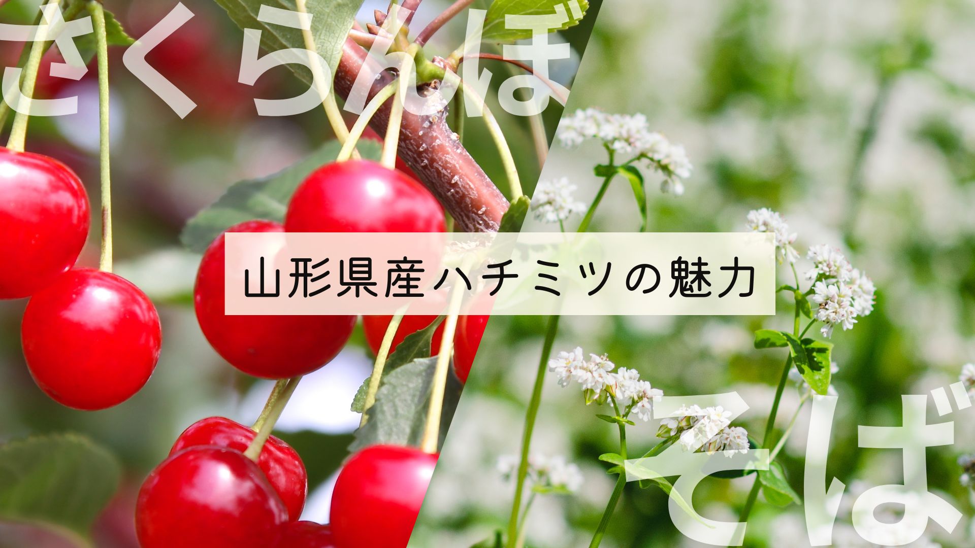 【山形県産ハチミツの魅力】さくらんぼ蜜やそば蜜の特徴を解説