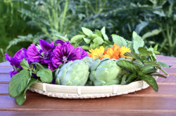 ハーブレシピ集