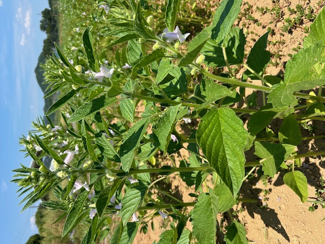 農業は儲からない？