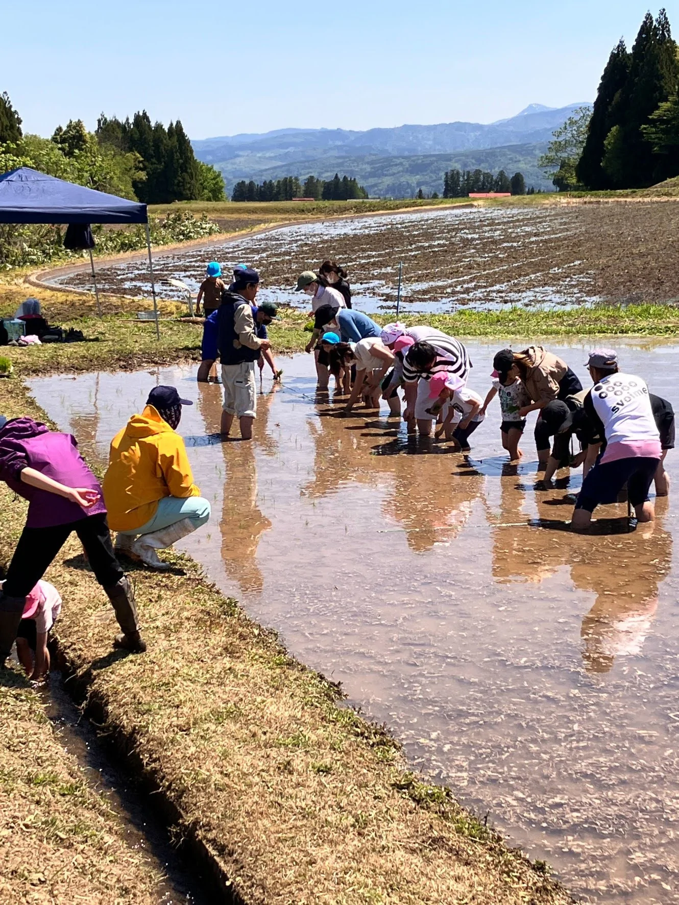 毎年恒例の地元保育園の田植え体験！