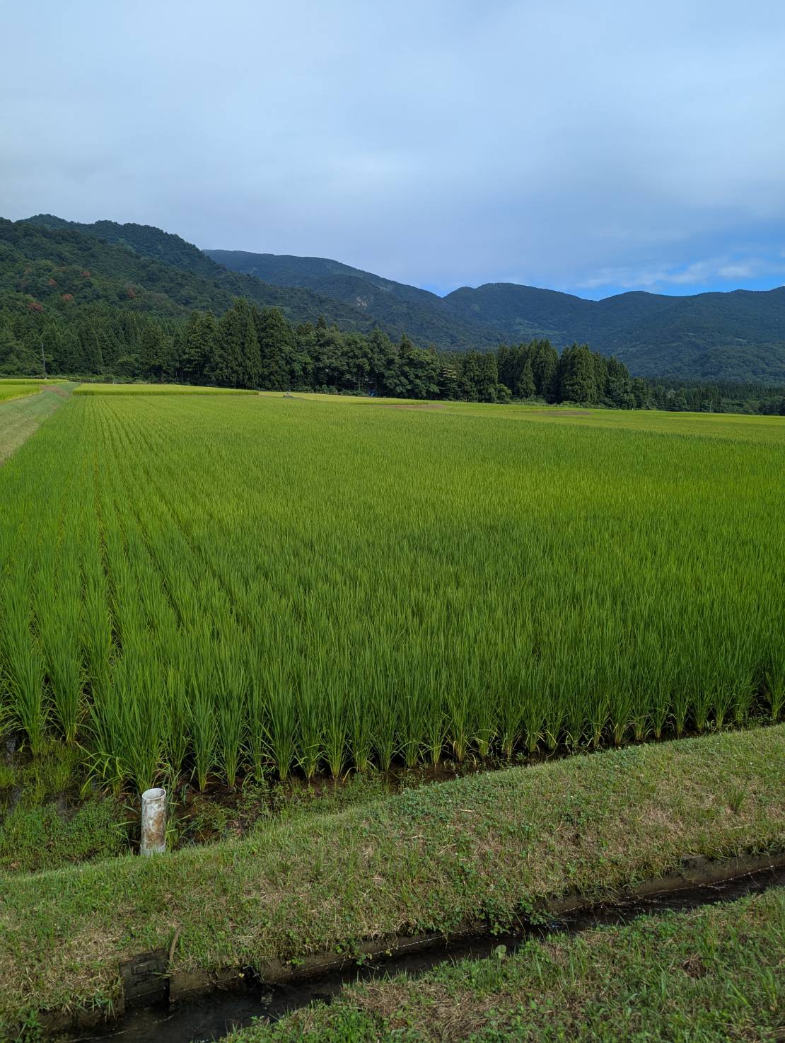 恵みの雨で稲もひと安心