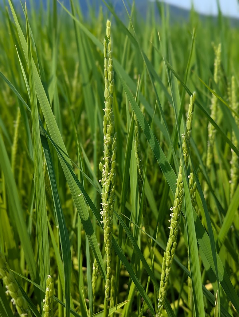 稲の花が咲きました ～出穂の季節～