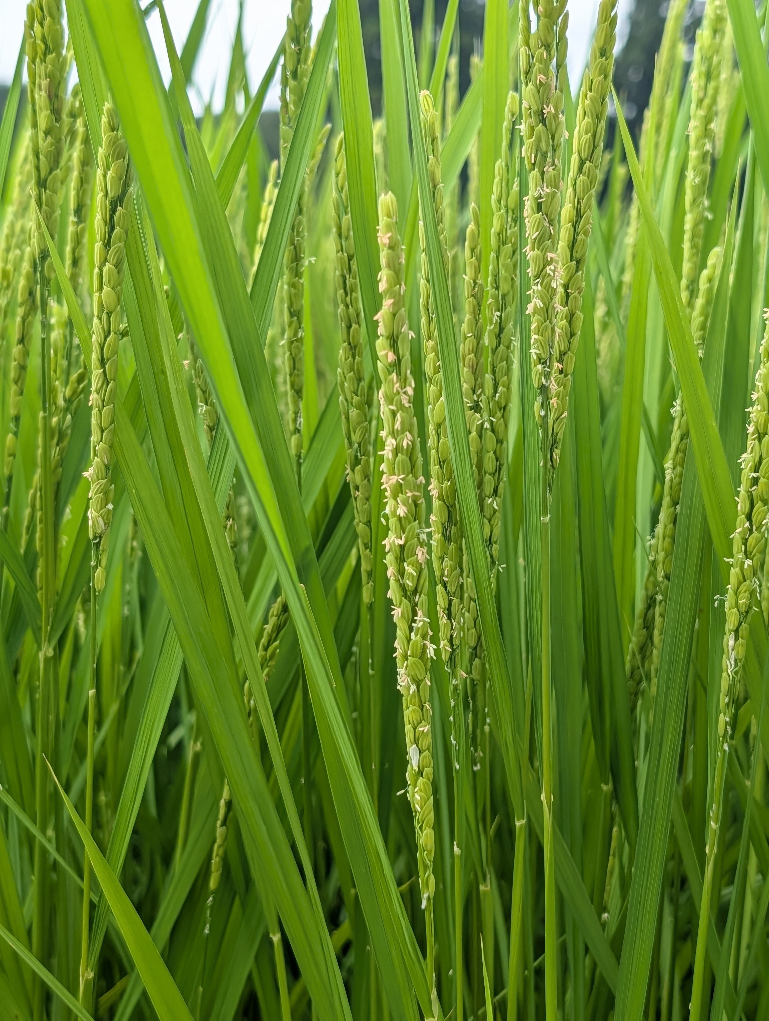 こがねもち、初めての収穫へ
