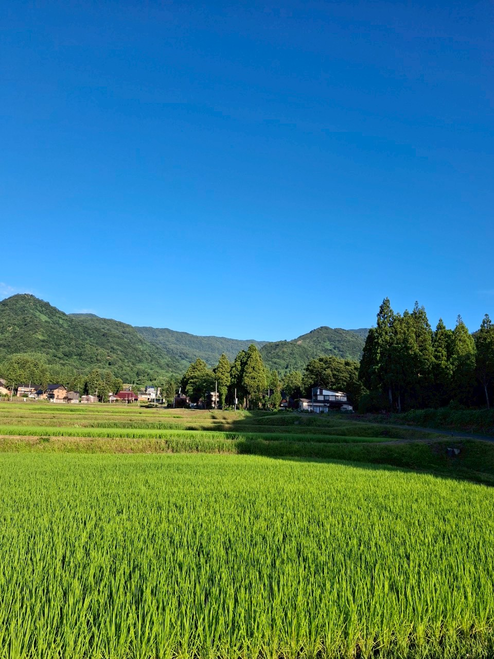 【お知らせ】水不足の中でも変わらぬ感謝を込めて
