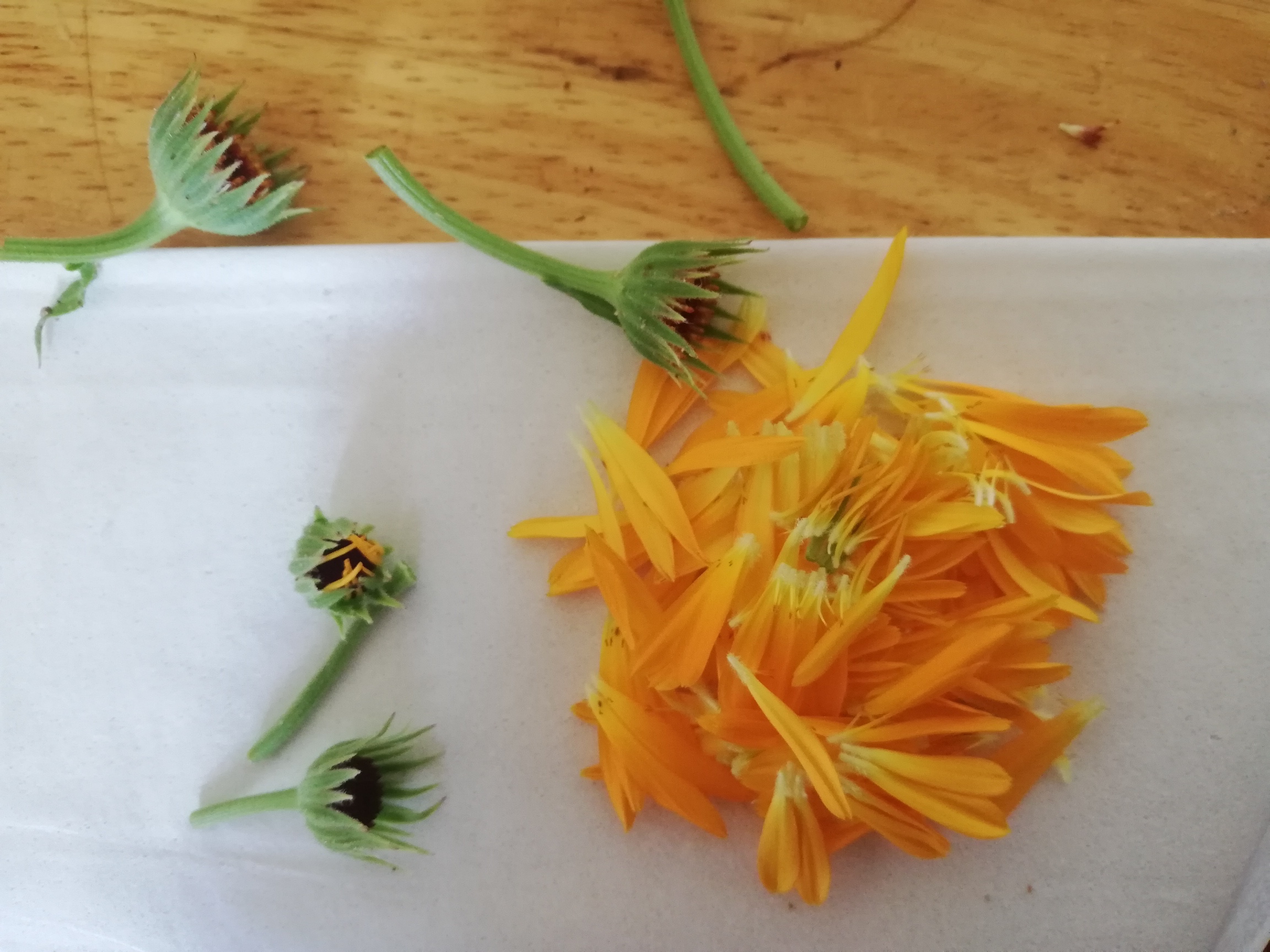 〈植物〉花