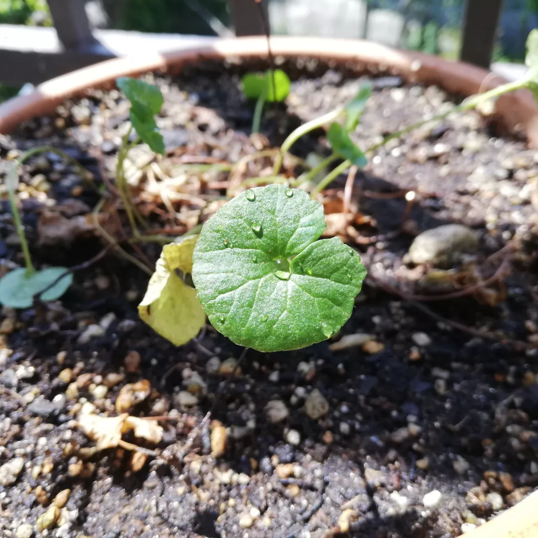 〈植物〉南国の植物