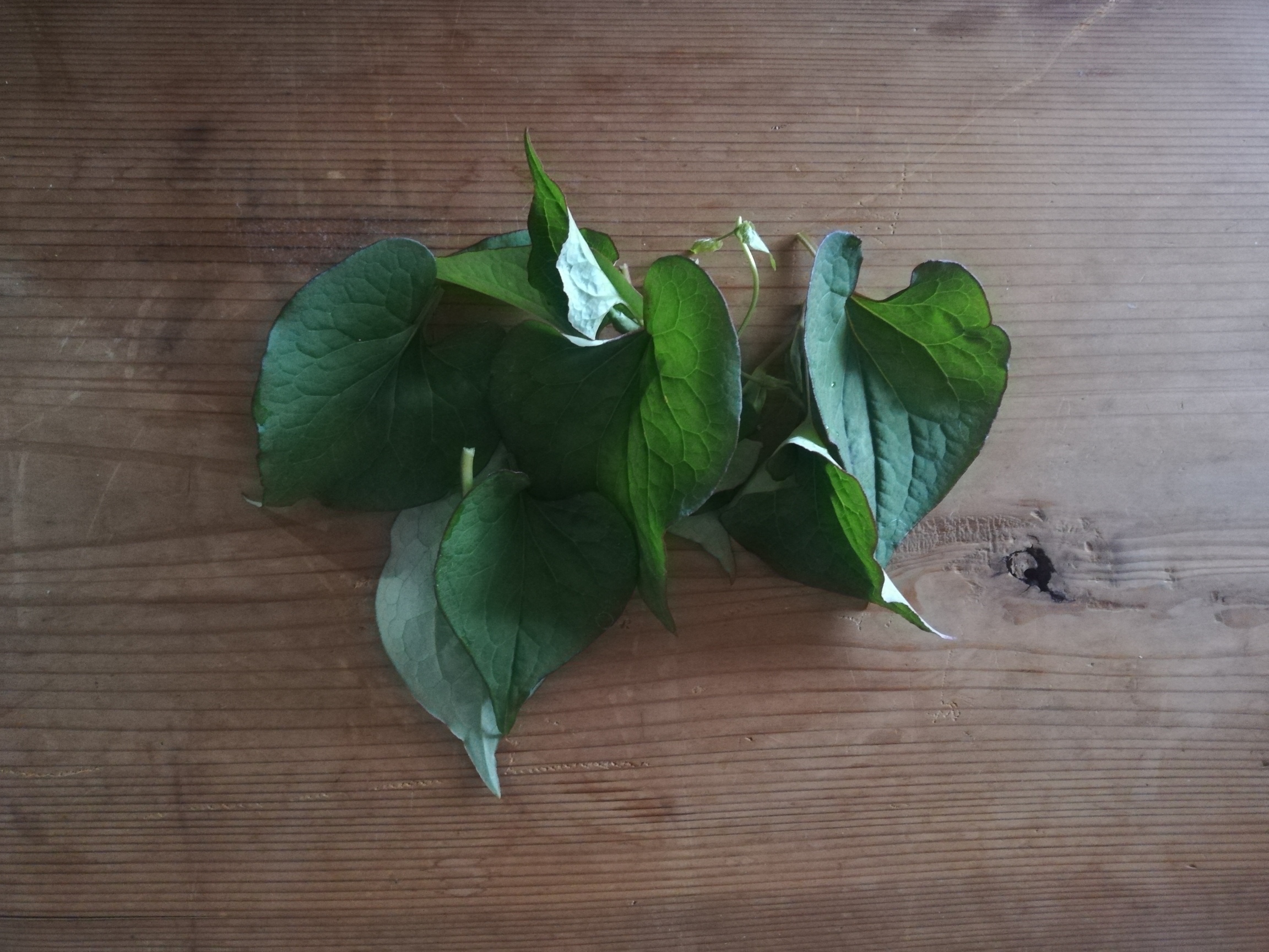 〈植物〉ドクダミの葉