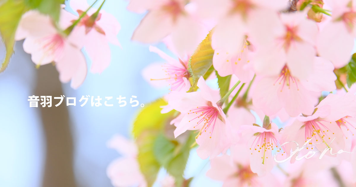音羽ブログはこちらから