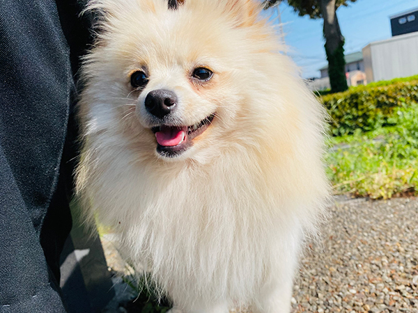 ポメラニアン　エリアちゃん