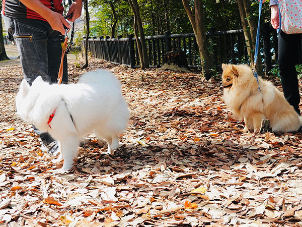 ポメラニアンの虎徹ちゃんと、白い犬のゆきちゃん