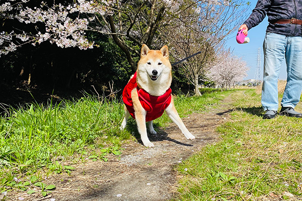 柴犬　華ちゃん
