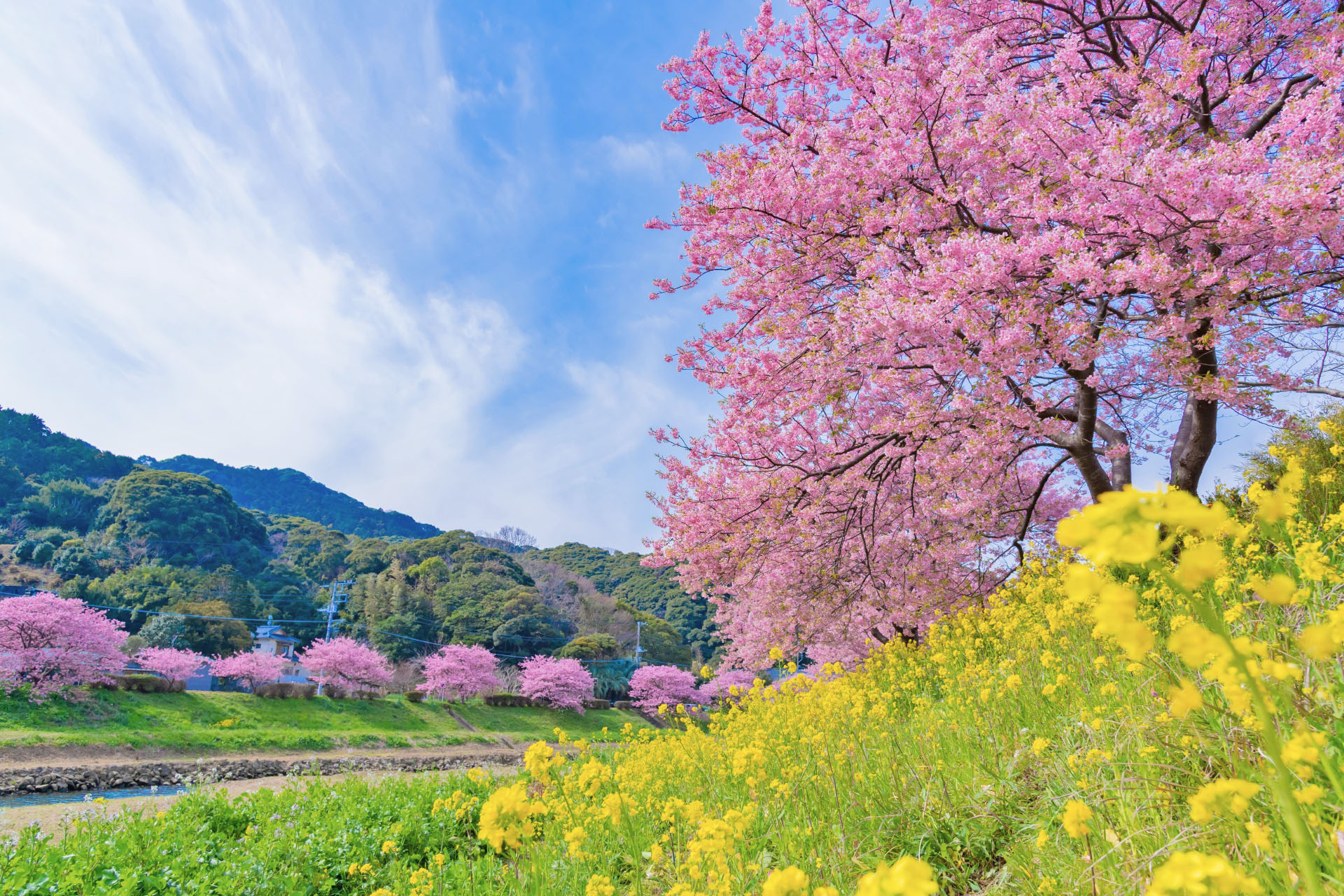 春一番🌸