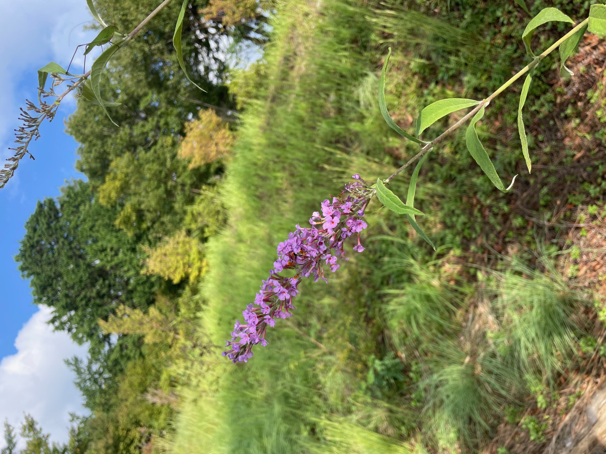 2025/09/18（木）赤そばの芽はすくすくと育ち、ルビーショップ内のフリースペースからも...