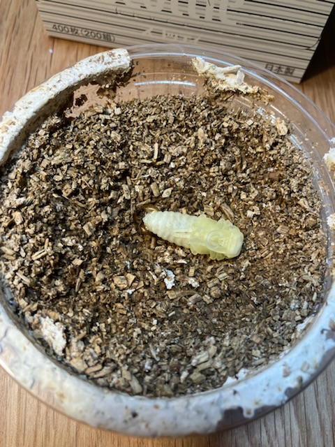 コクワガタの幼虫がサナギになりました