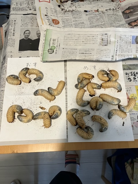 カブトムシ元気に育ってます