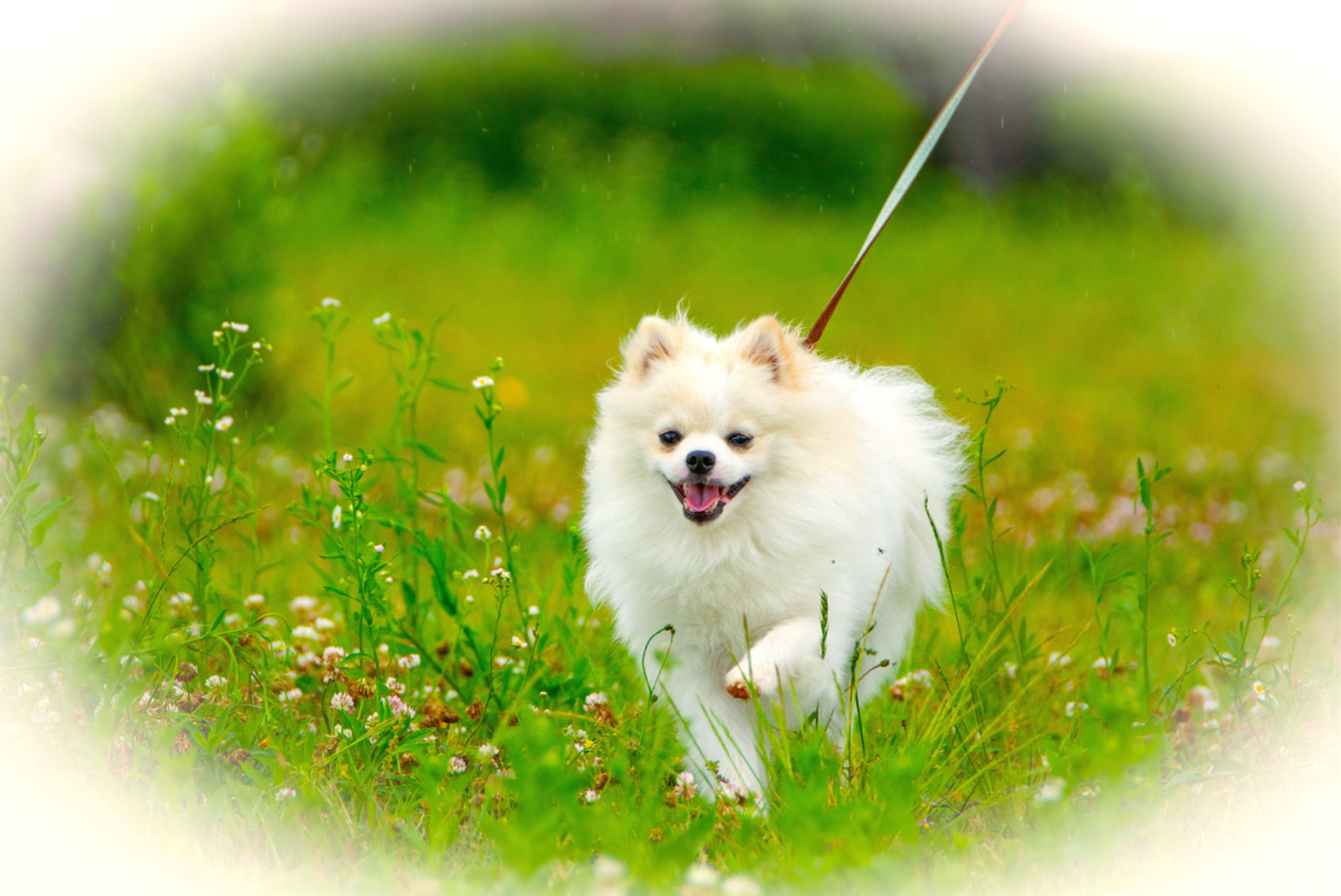 当ショップ　看板犬　空くんのご紹介