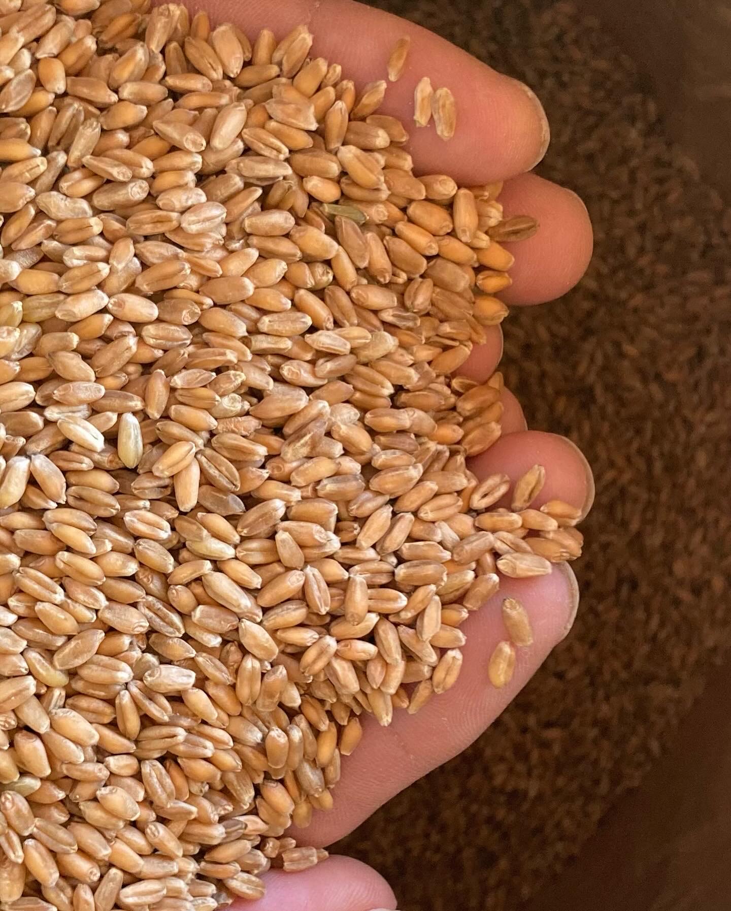 令和7年産新物　小麦粉入荷しました。