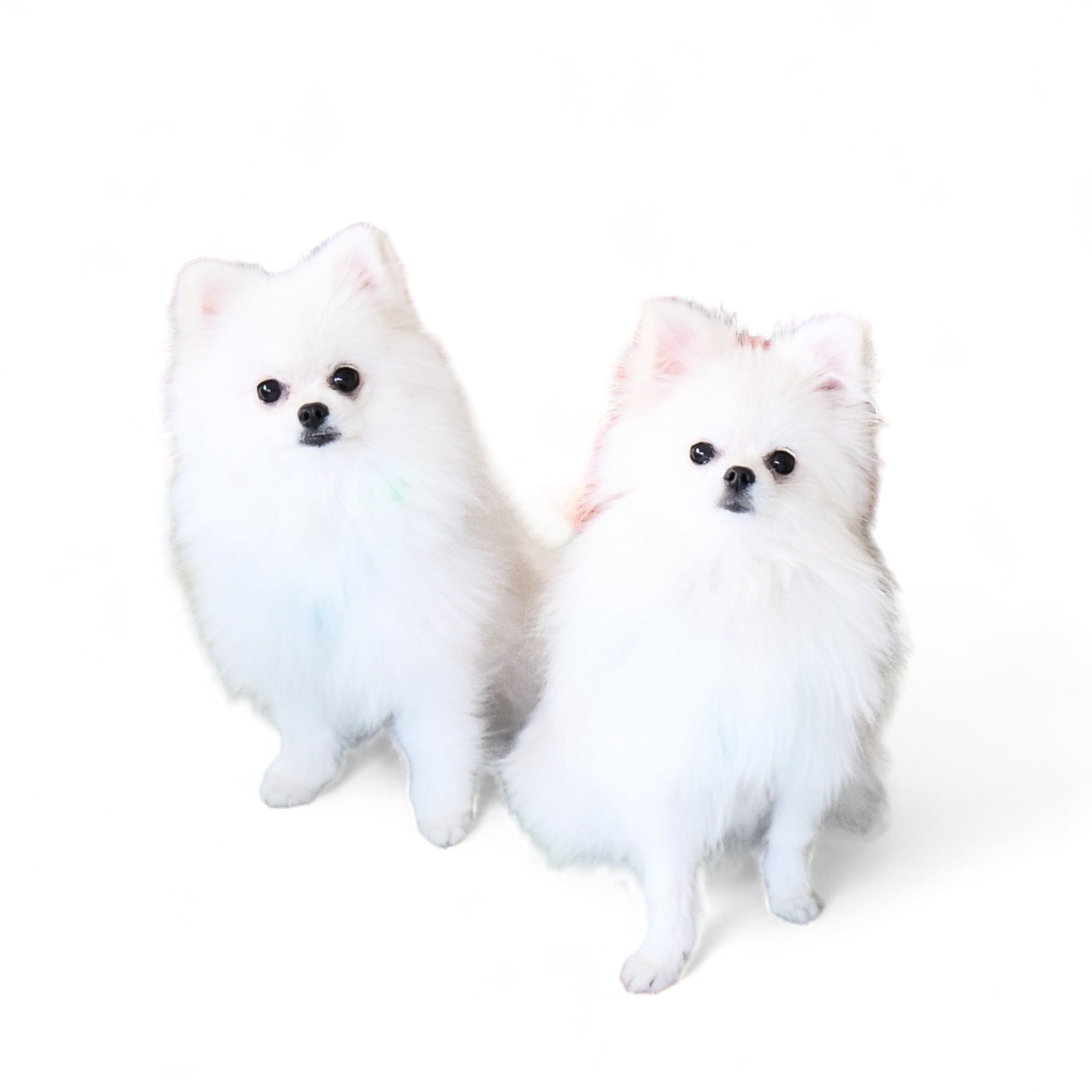 ご紹介致します🐶