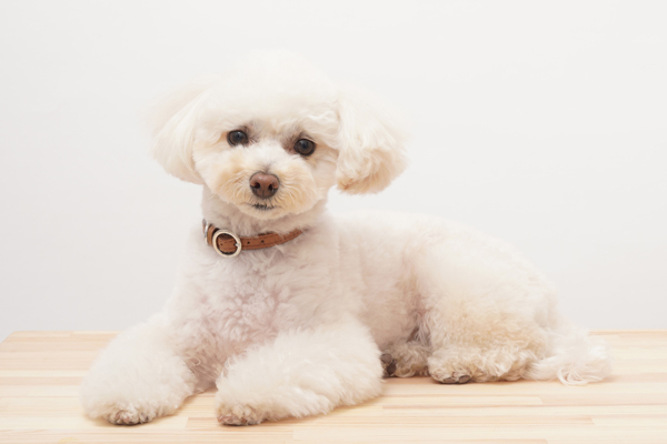 About Little Pop Dog