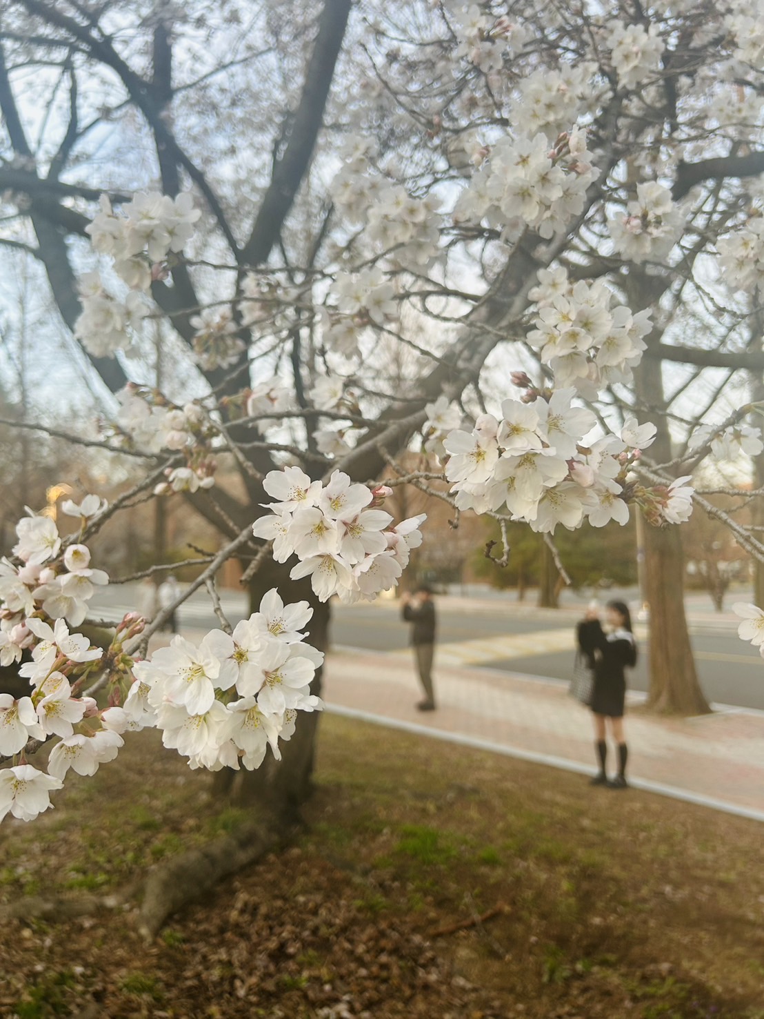 四月！ひと足お先に桜便り。韓国から！