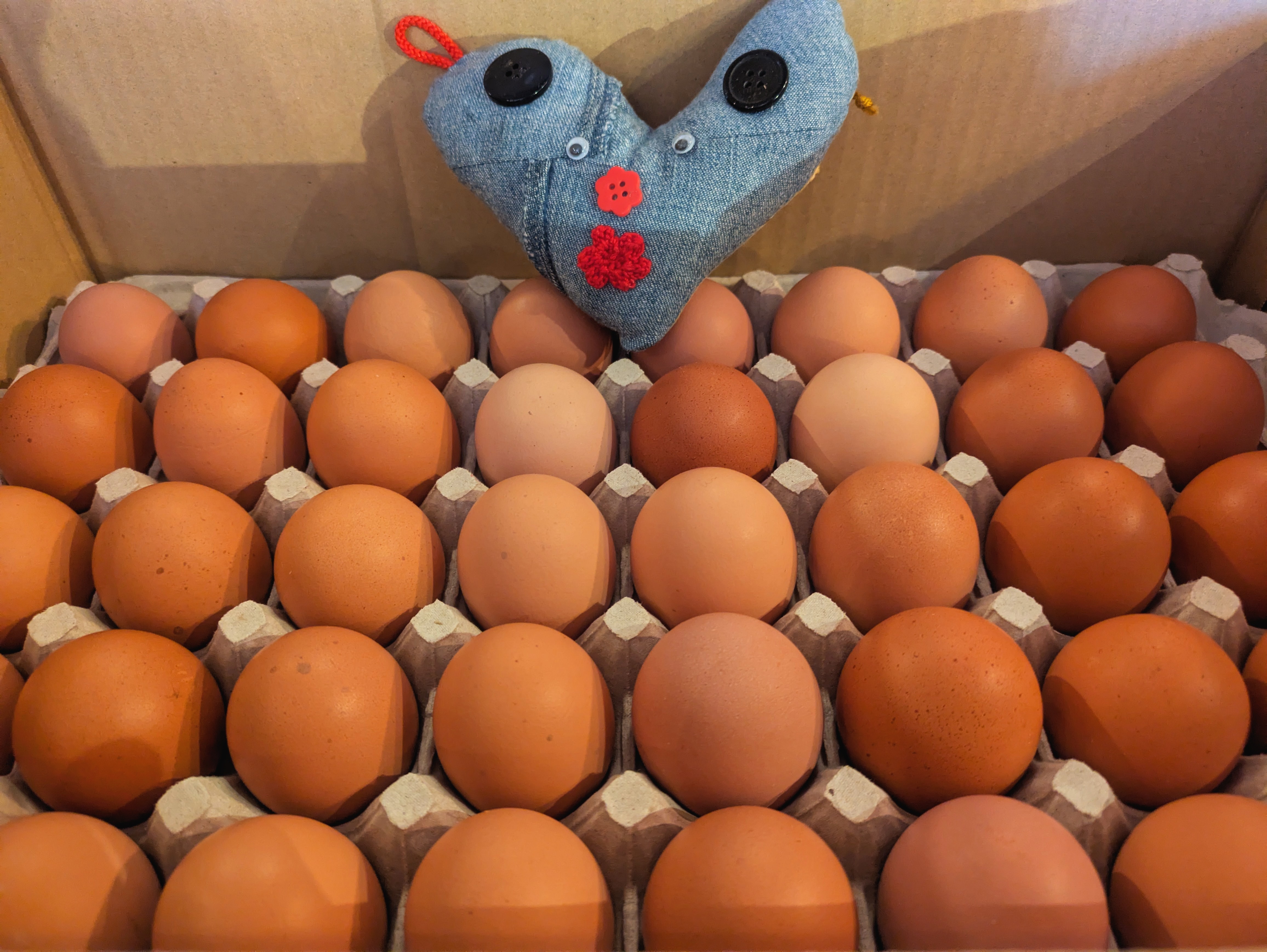 ポカラのたまご。ふむふむの巻！