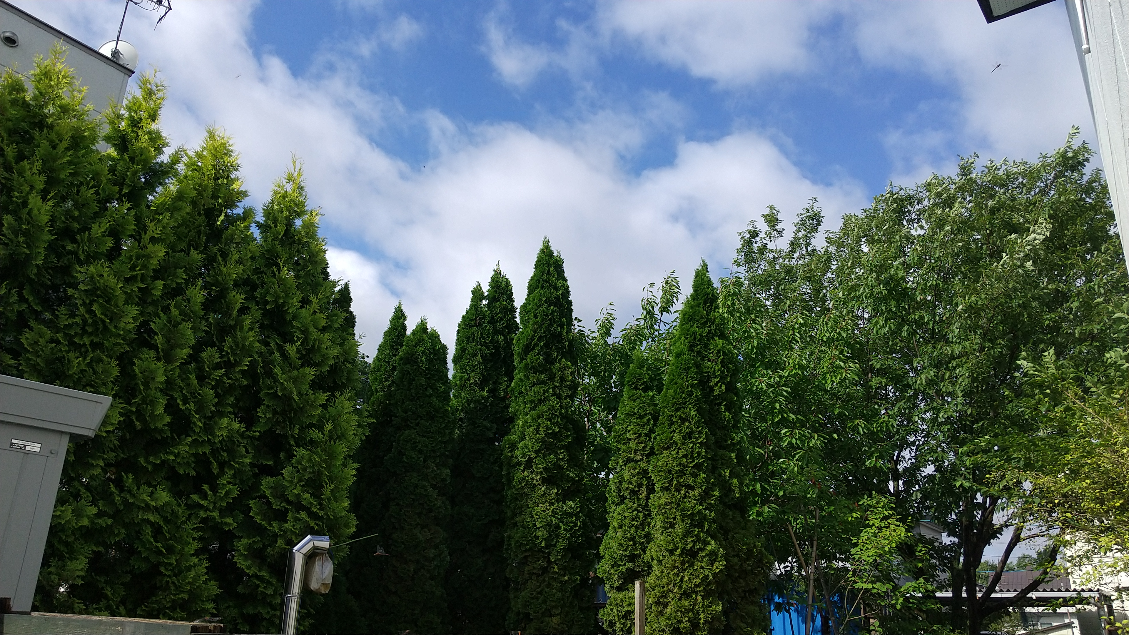 今週末はネッシンサンドあります！