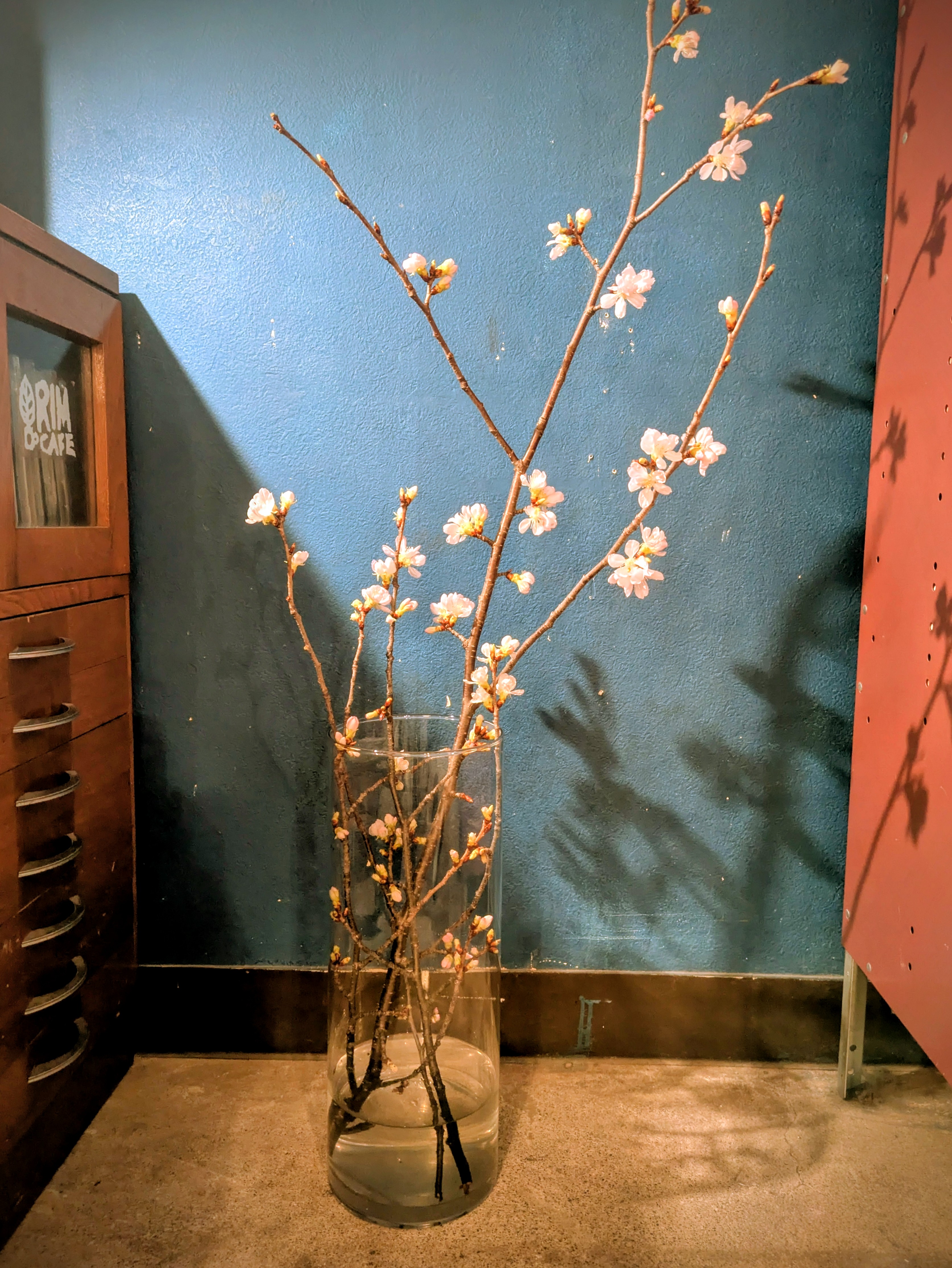 チェリーブラッサム！