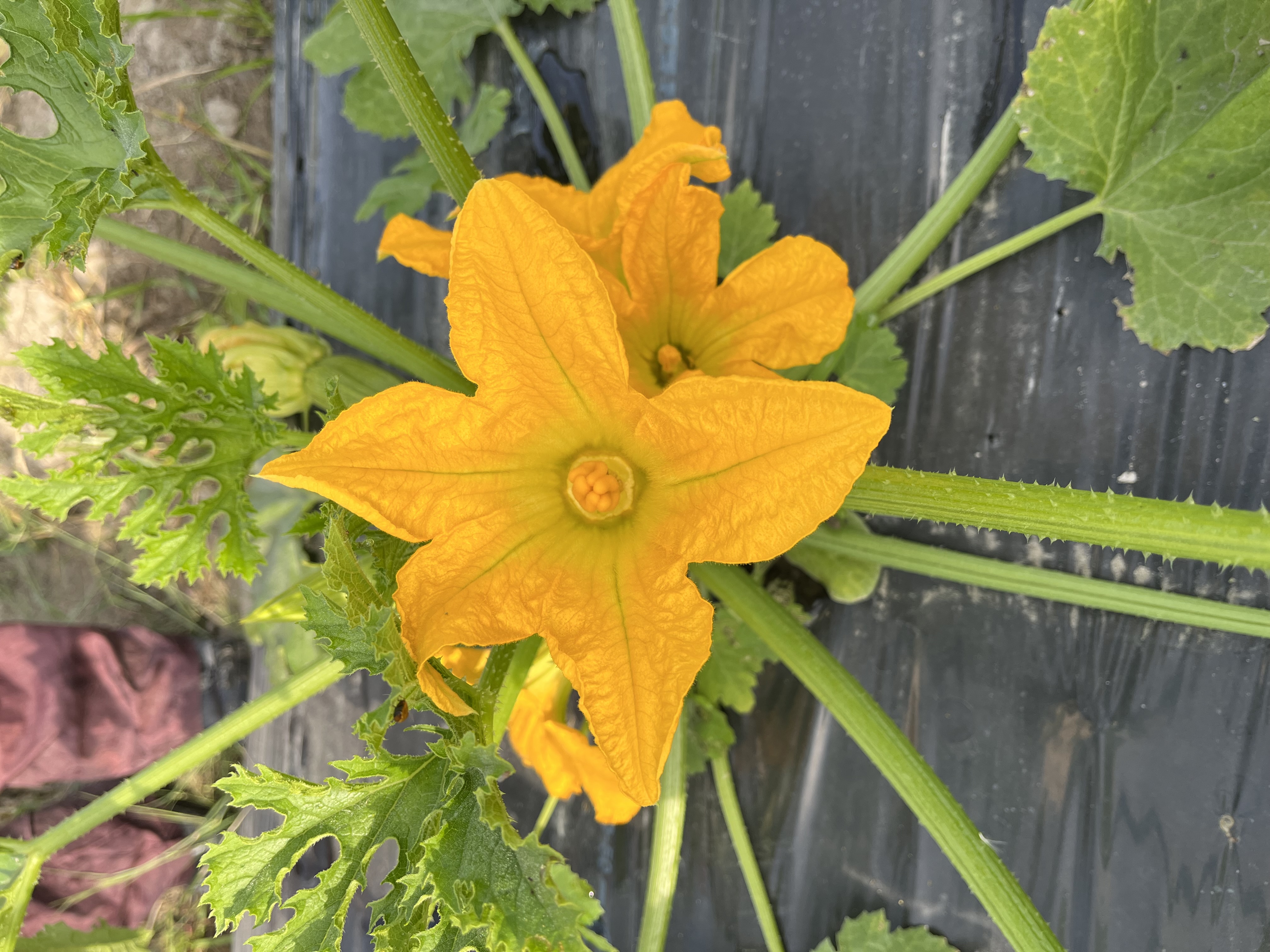 ズッキーニ開花しました！