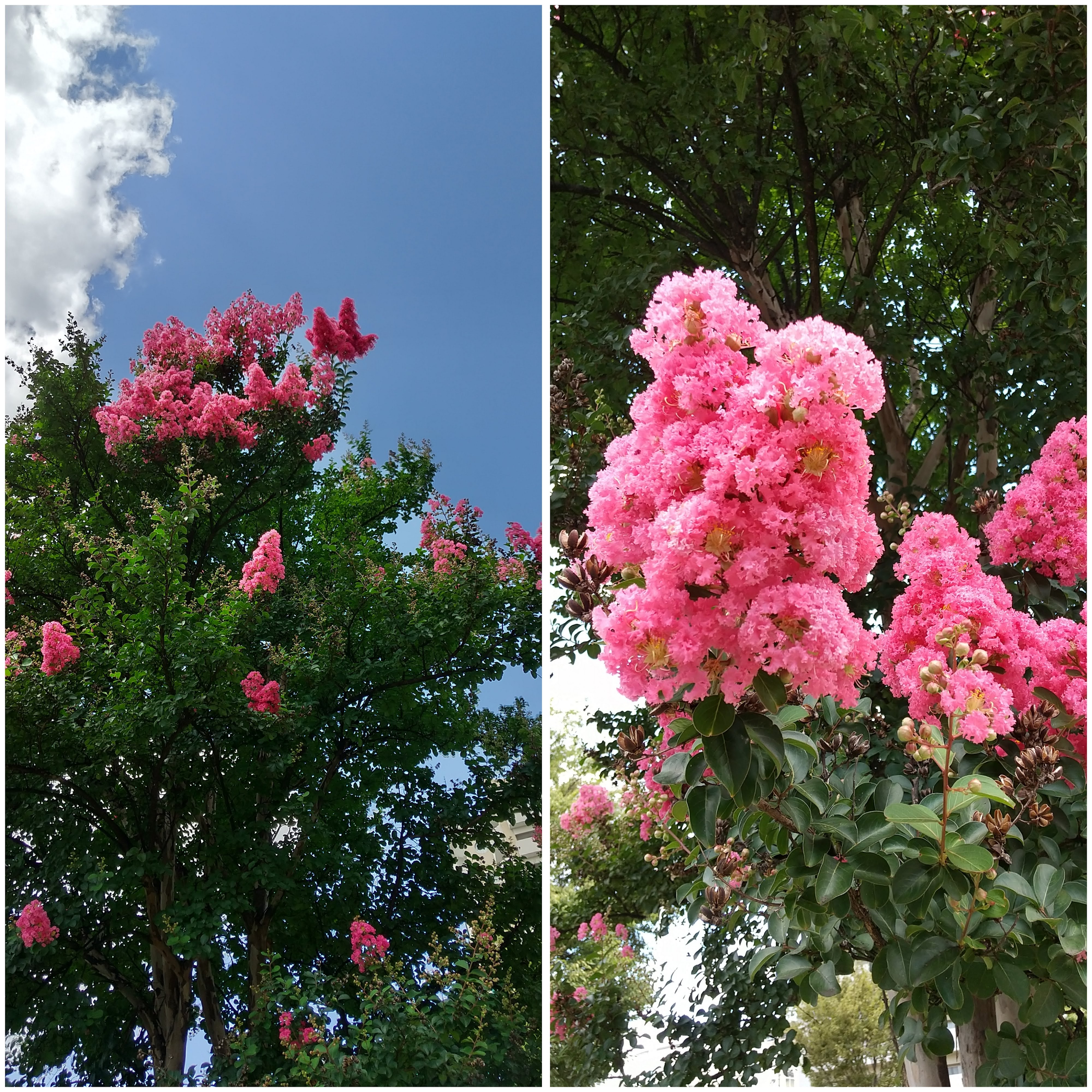 サルスベリの花