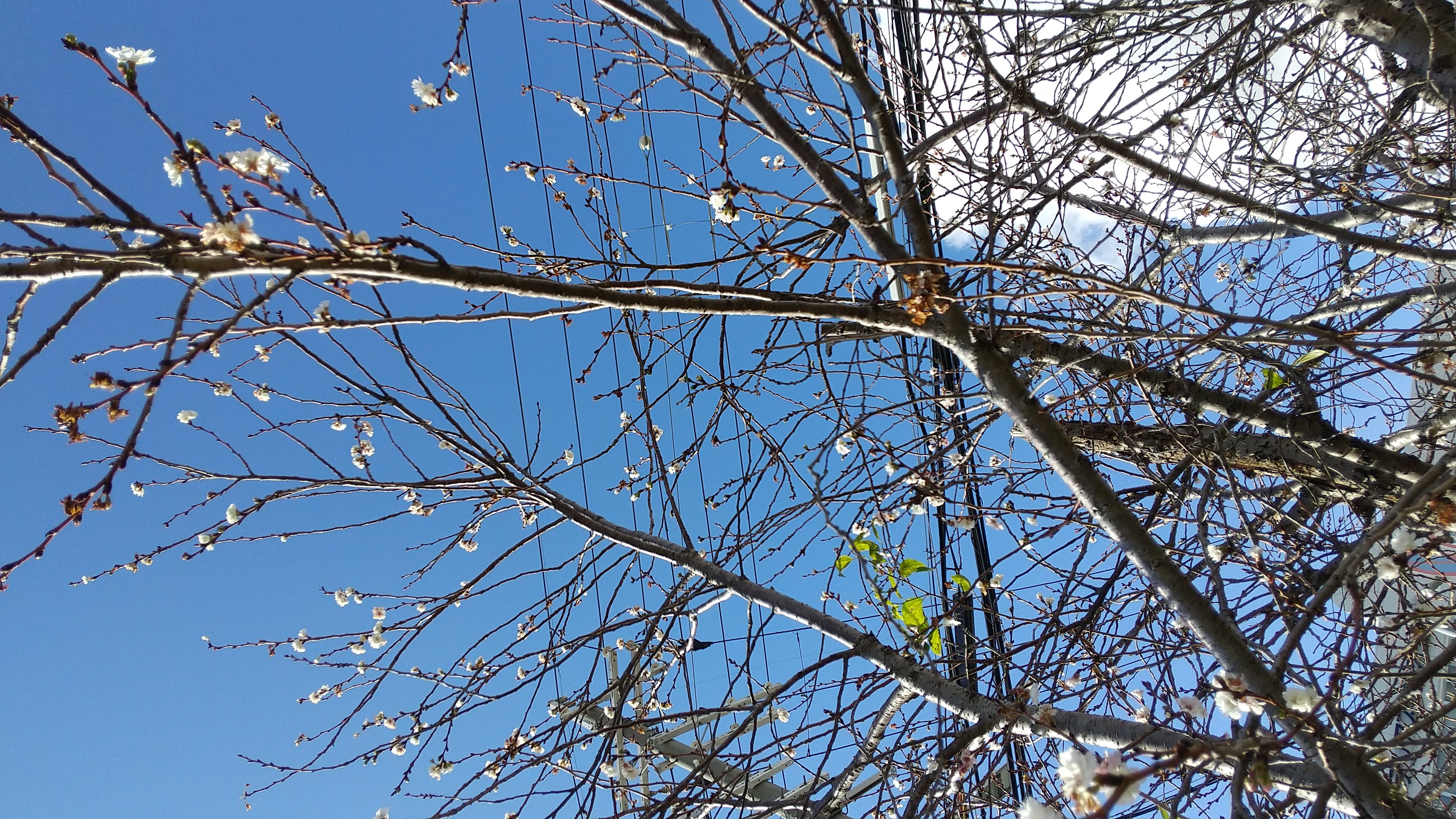 枯れ枝に桜