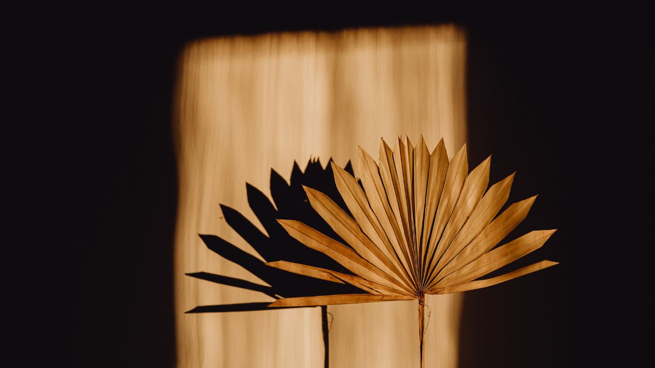 秋の終わりに読む、心に響く物語を──《柚香の森》より