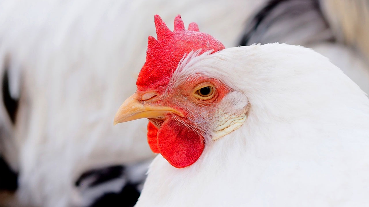 美味しい卵を通販で取り寄せるなら、飼料にこだわった養鶏場を選ぼう！