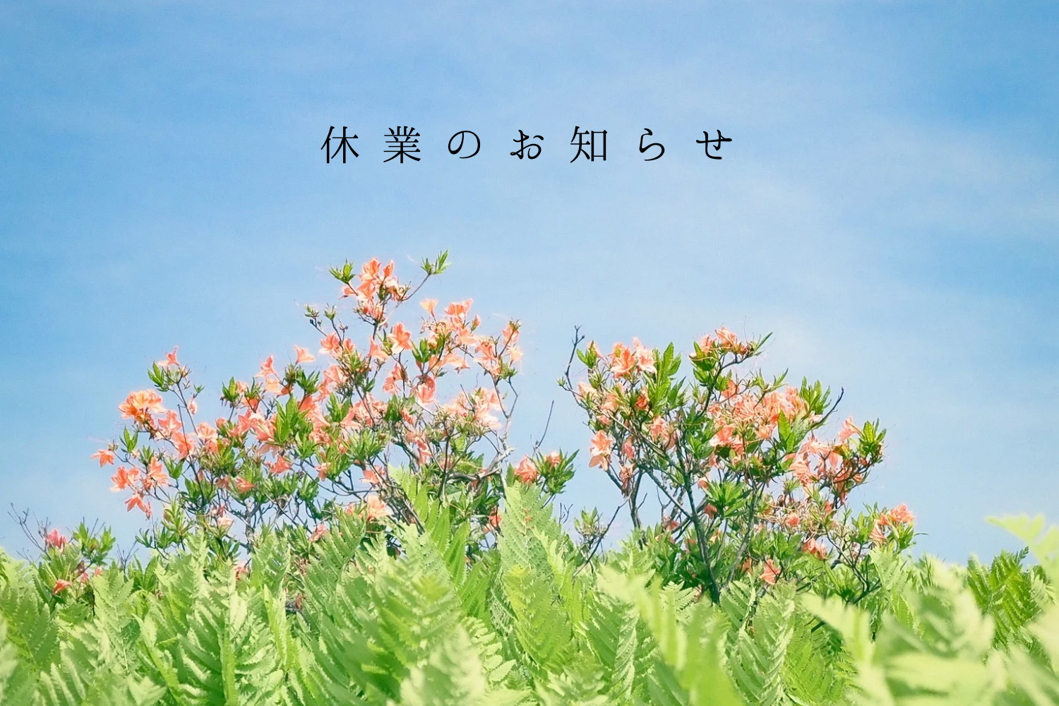 ロクイチ植物店