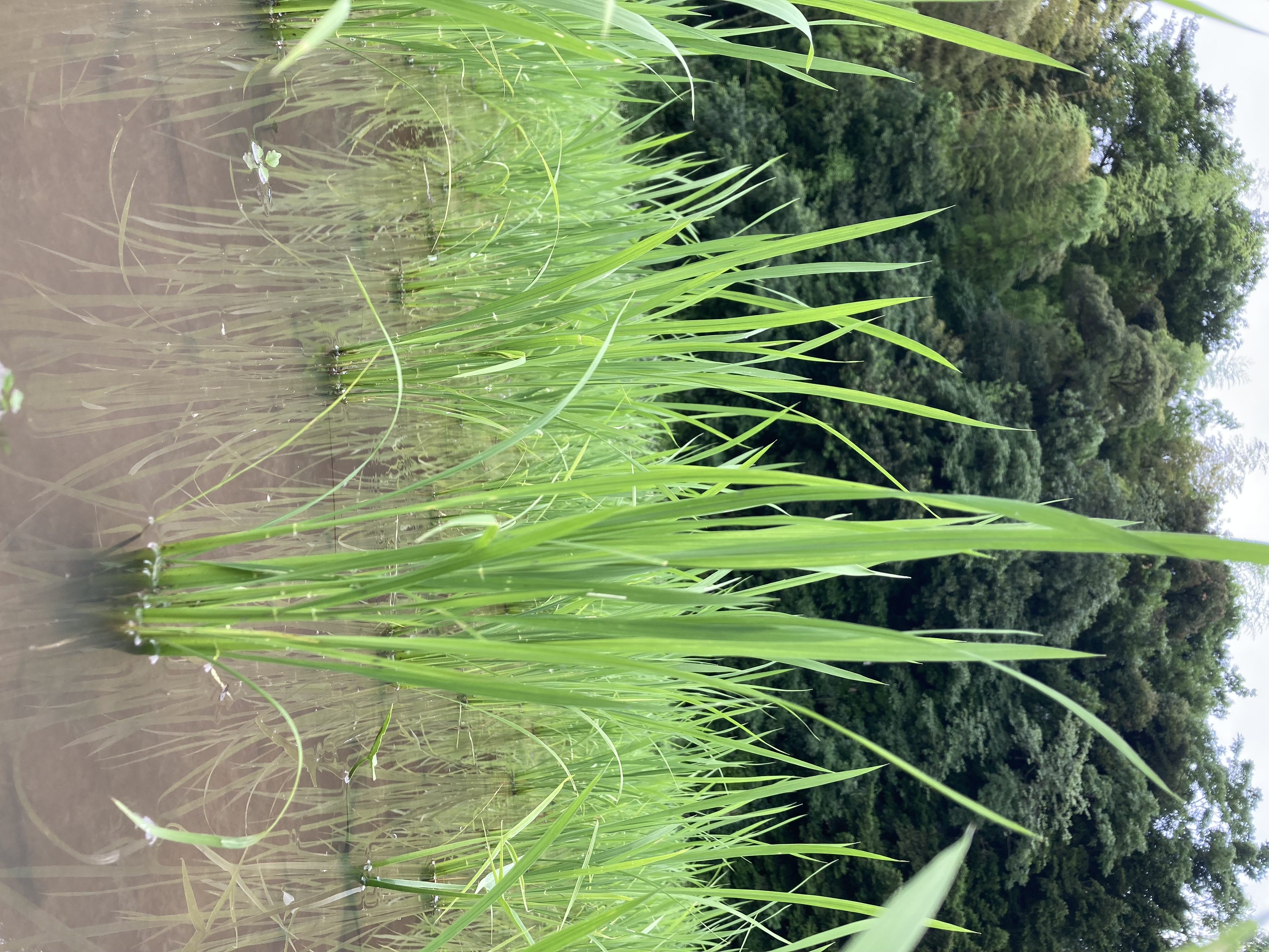 稲が元気に育っています。
