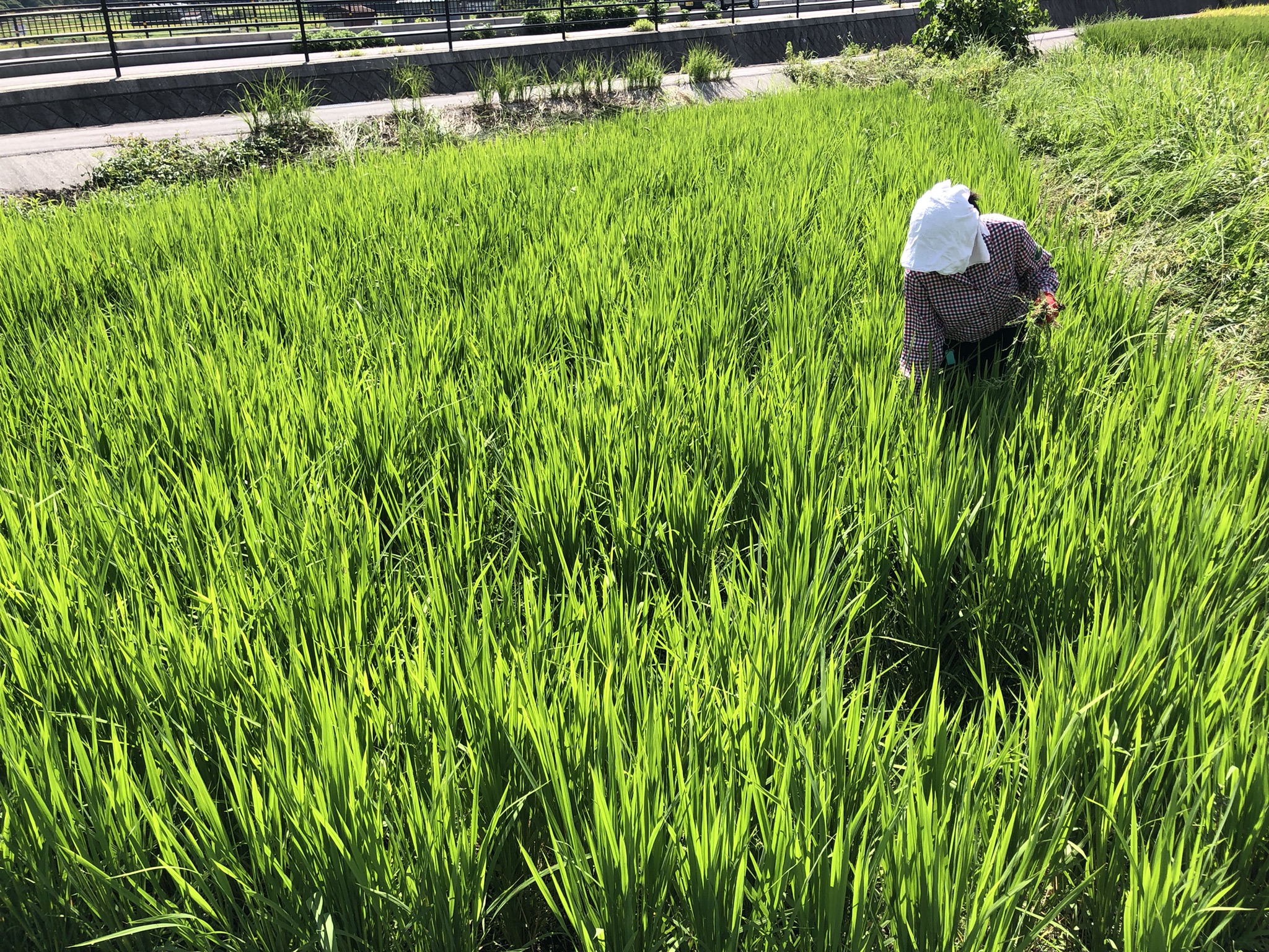 雑草との闘い