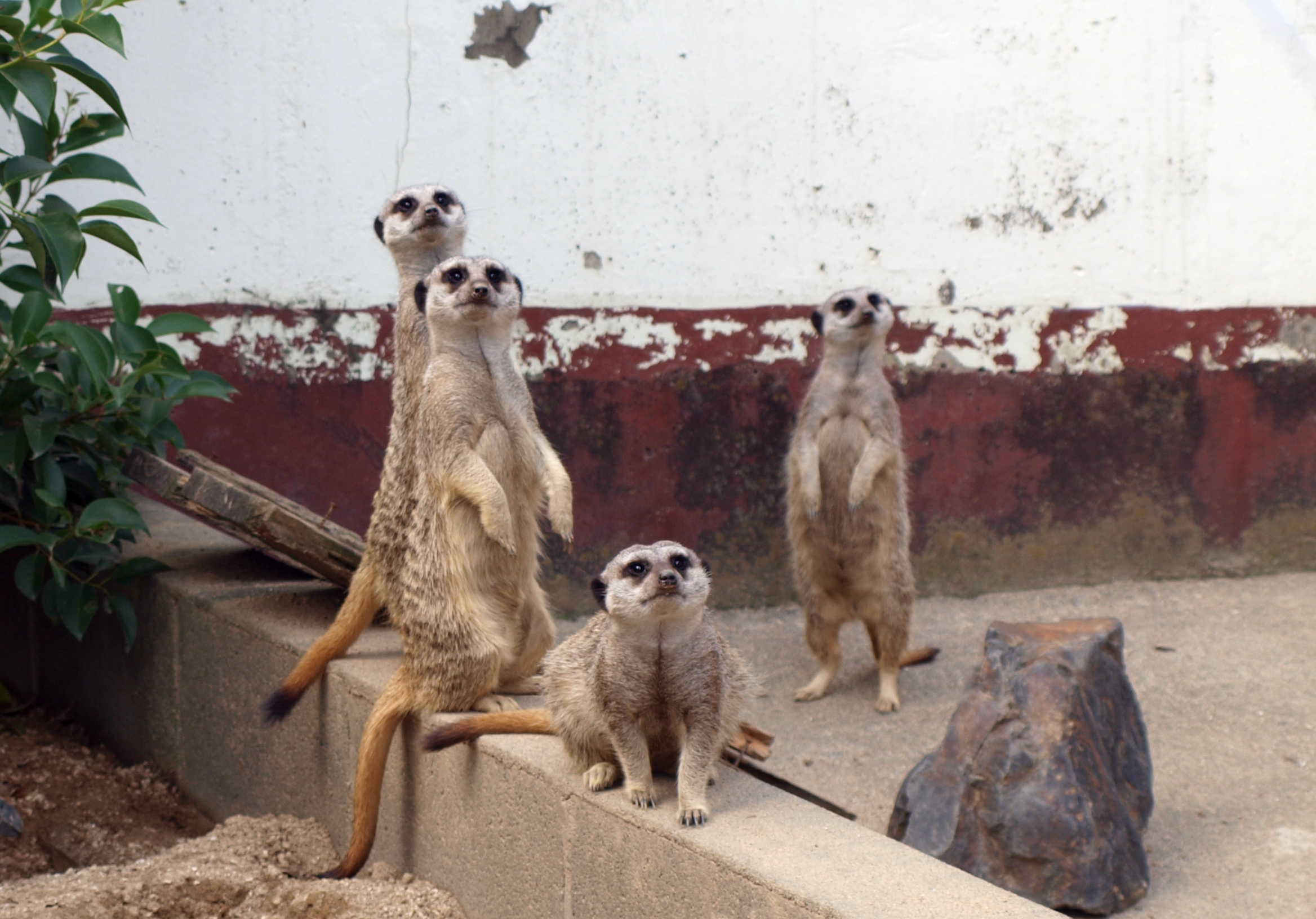 動物園で動物の撮影を楽しもう【その⑤】
