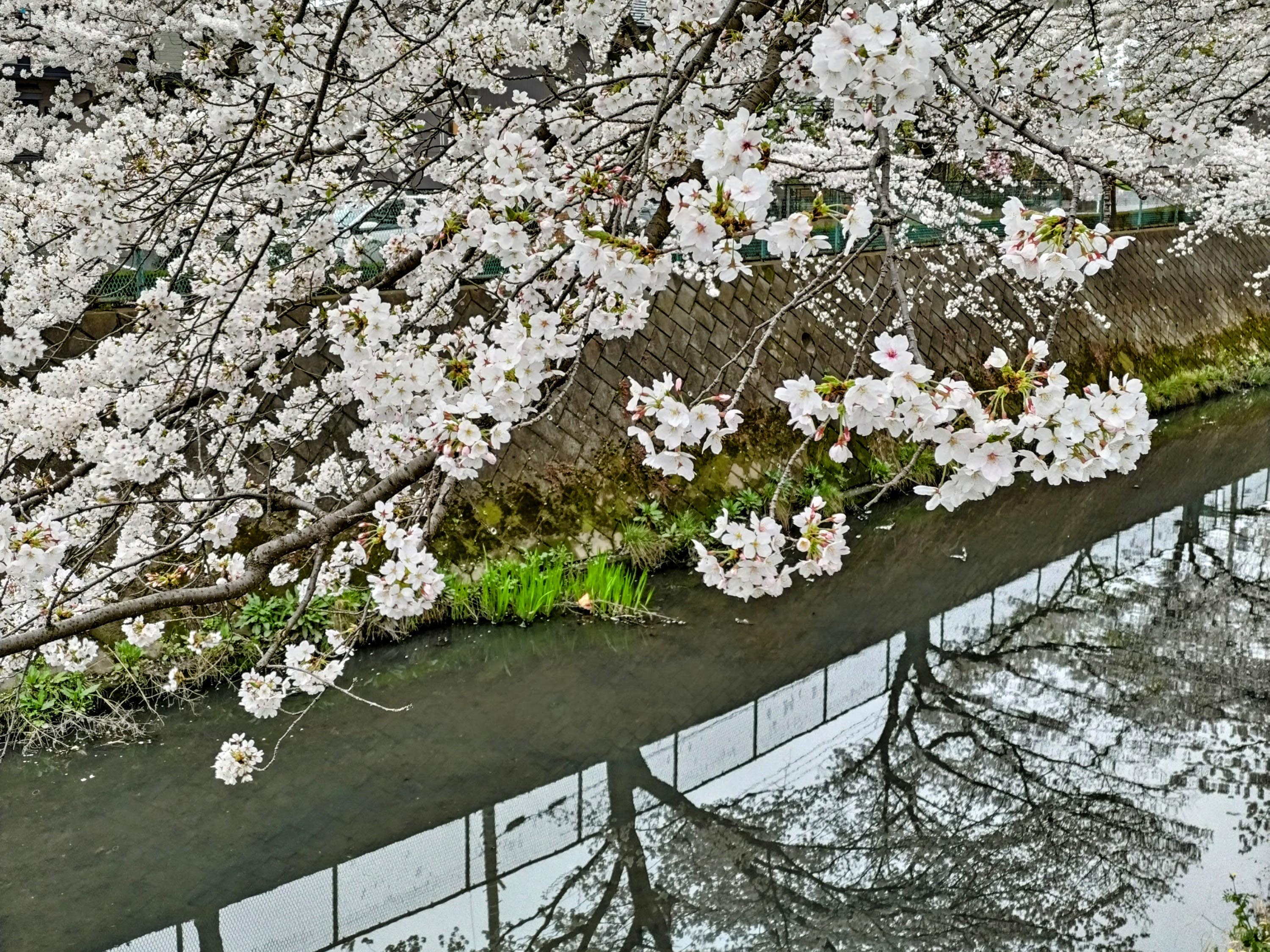 スマホで桜をきれいに撮影する５つのコツ